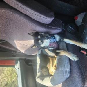 Lost Dog Bella