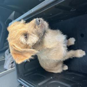 Found Dog Unknown