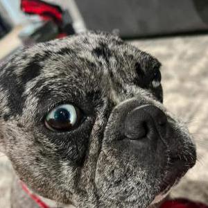 Lost Dog Lola