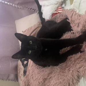 Image of Lucky, Lost Cat