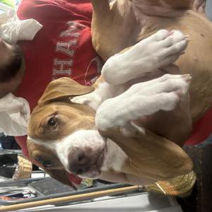 Lost Dog Dina