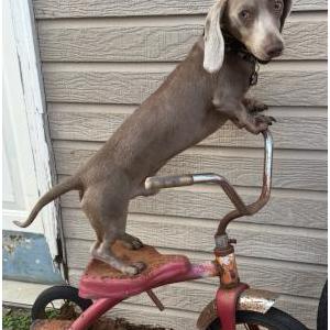 Lost Dog Rolly