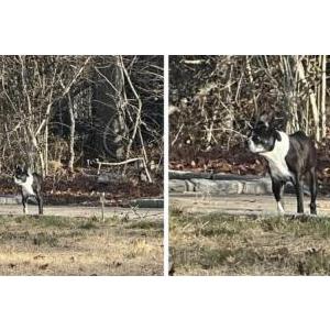 2nd Image of Jack, Lost Dog