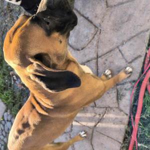Found Dog Unknown