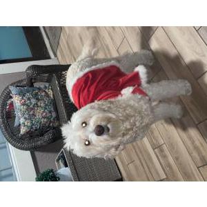 Lost Dog Bella
