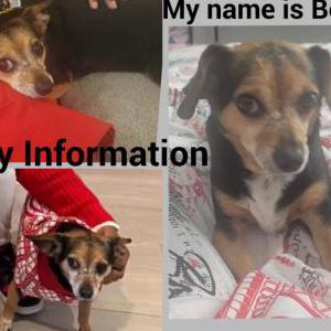 Lost Dog Bella