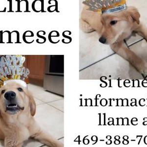 Lost Dog Linda