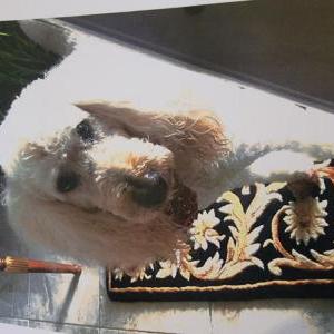 Image of Bella Grace, Lost Dog