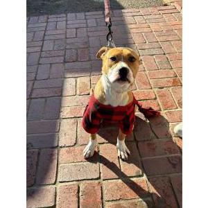 Found Dog Unknown
