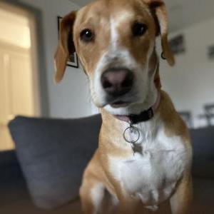 Lost Dog Canela