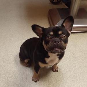 Lost Dog Boss Peters