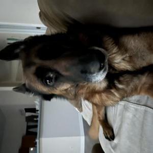 Lost Dog Mercedes