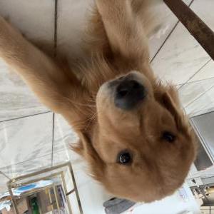 Lost Dog Dollar