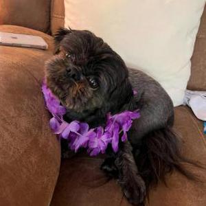 Image of Abby, Lost Dog