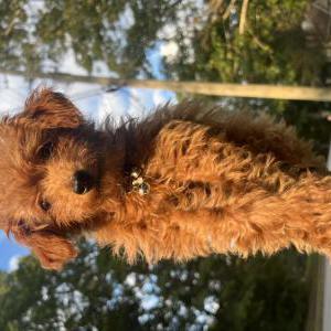 Lost Dog Blessing