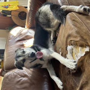 Lost Dog Bonnie