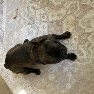 Image of Unknown, Found Dog
