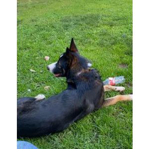 Lost Dog Cowboy