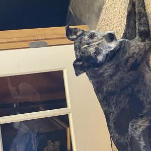 Lost Dog Dory