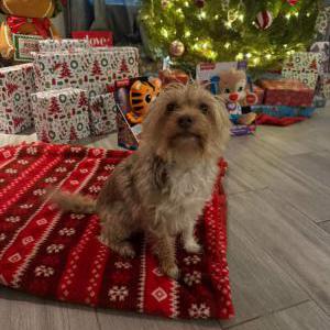 Lost Dog Molly