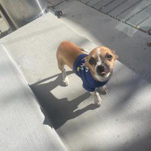Lost Dog Lucy