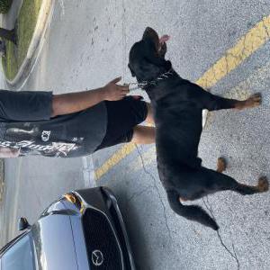 Found Dog N/a