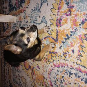 Found Dog Unknown