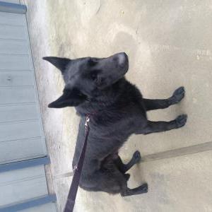 Found Dog Black German Shepard