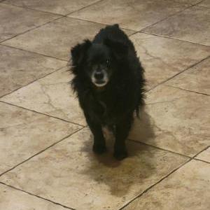 Lost Dog Oreo
