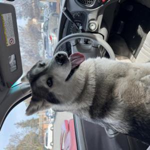 Found Dog Unknown