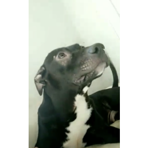 Image of Smokey, Lost Dog