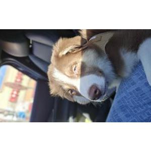 Lost Dog Sky