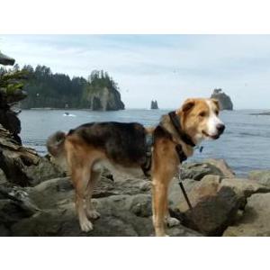 Lost Dog Taboo
