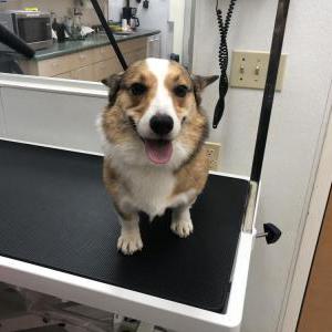 Image of Bentley, Lost Dog