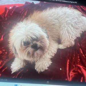 Lost Dog Titu