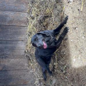 Found Dog Unknown