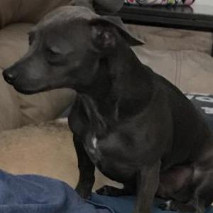 Image of Shadow, Lost Dog