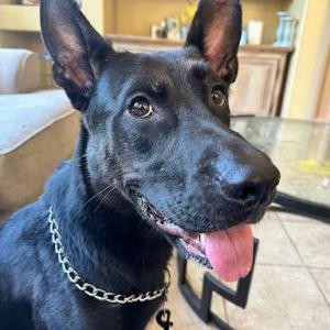Lost Dog Katara Ivy