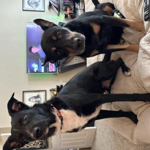 Image of Kodi, Lost Dog