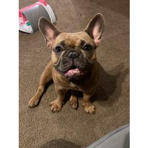 Lost Dog Luna