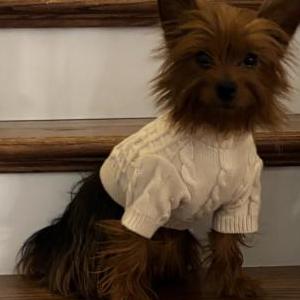 Lost Dog Bella
