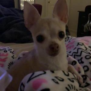 Lost Dog mia