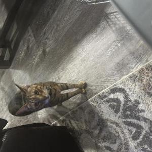Image of Rey, Lost Cat