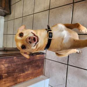 Lost Dog Rambo