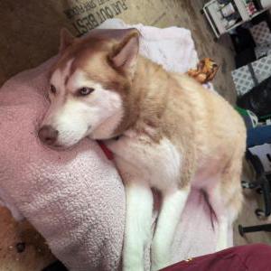 Image of Unknown, Found Dog