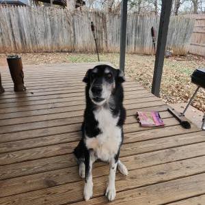 Lost Dog Shasta Renea