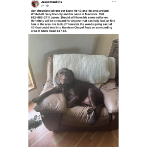 Lost Dog Maverick