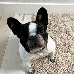 Lost Dog Evie