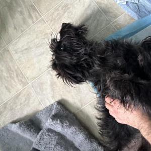 Found Dog Unknown