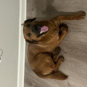 Image of unknown, Found Dog